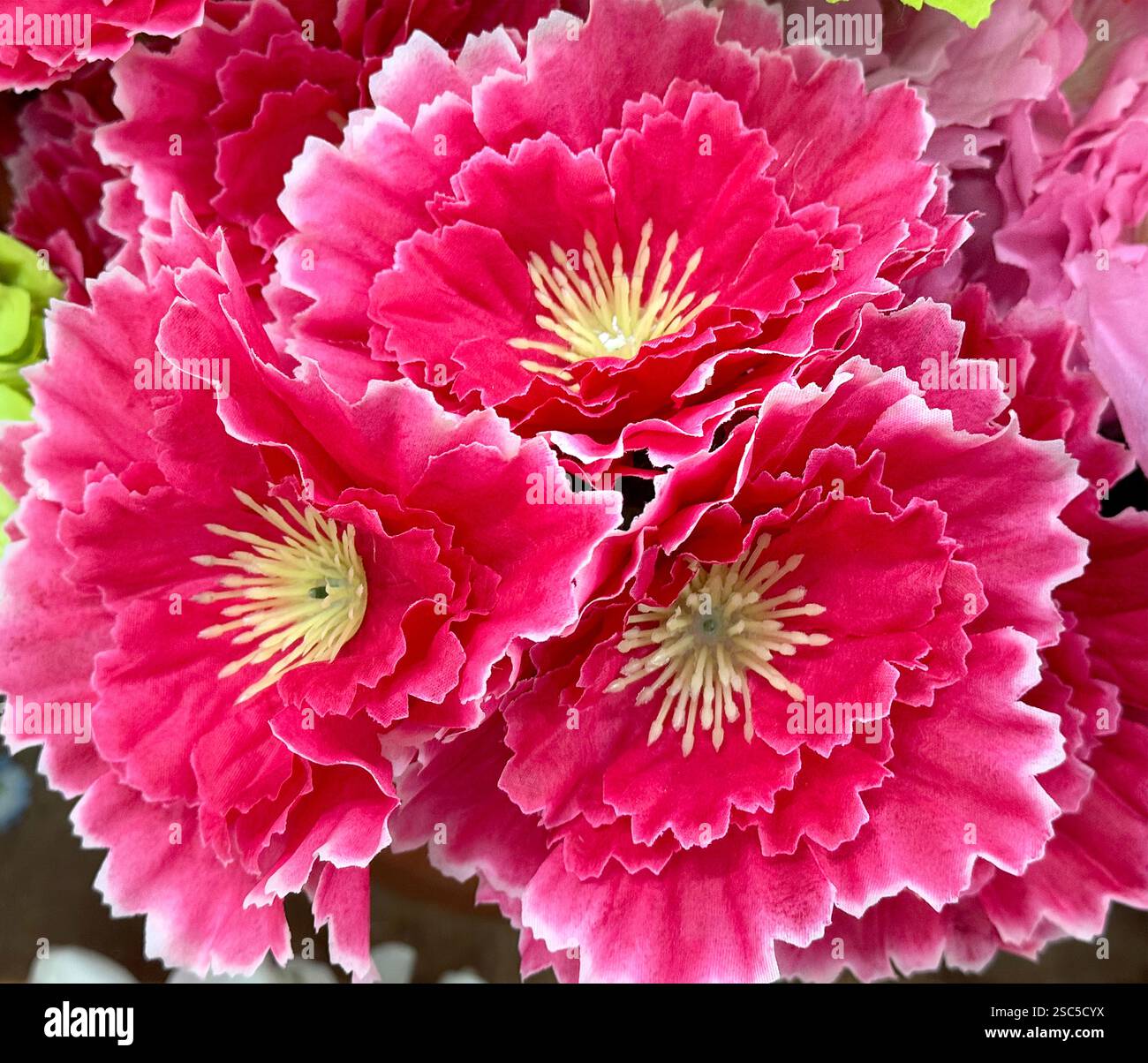 Nahaufnahme dekorativer Lotuspfingstrosenblüten in magentarosa Farbe. Florale rosa rote Pfingstrose Blume in voller Blüte Dekoration nahtlose Hintergrund Textur. Stockfoto