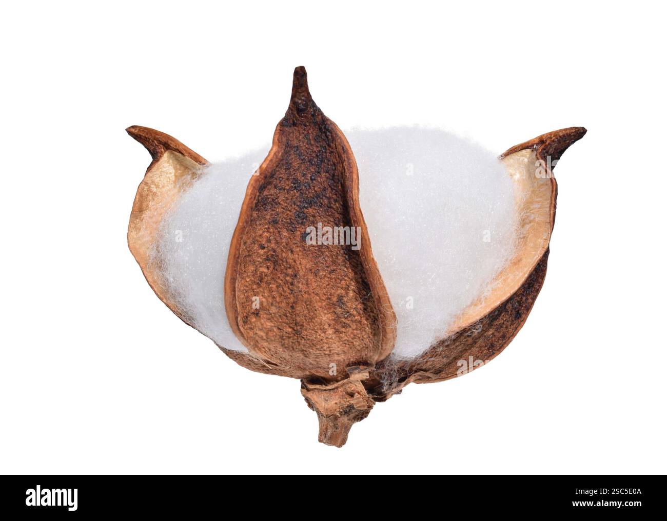 Baumwoll-Pflanzenblume isolierter Ausschnitt auf weiß Stockfoto