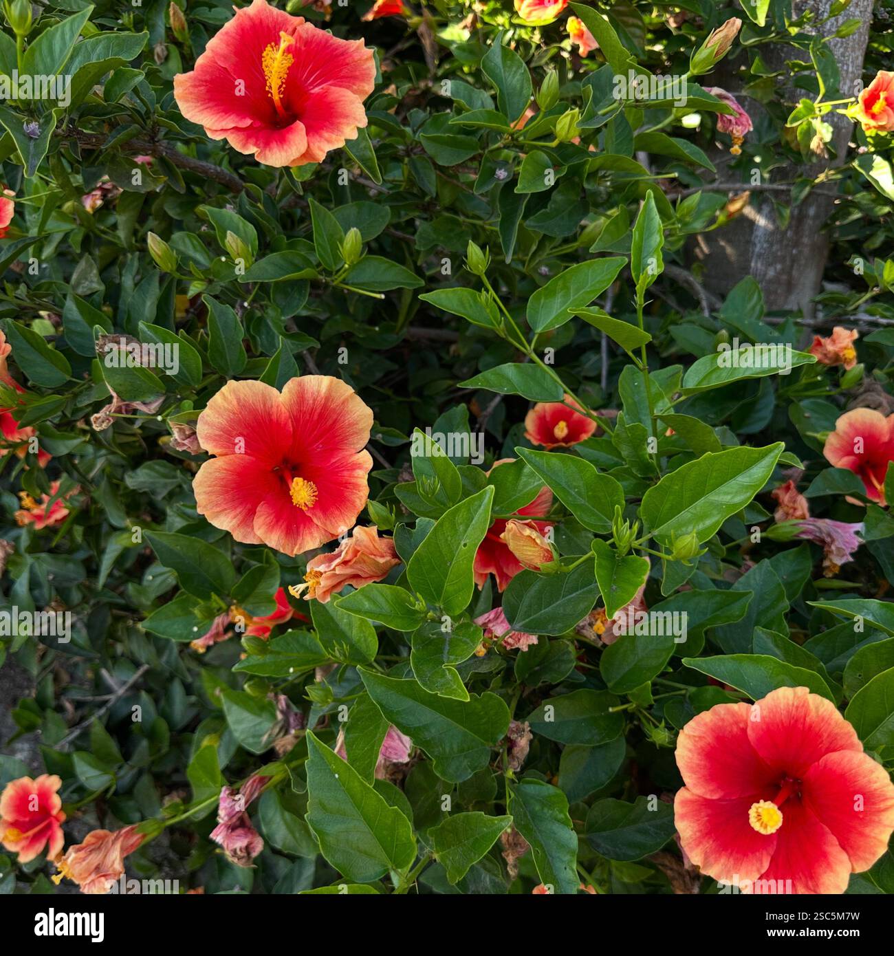 Tropische Schönheit in voller Blüte – Hibiskus und üppiges Grün. Stockfoto
