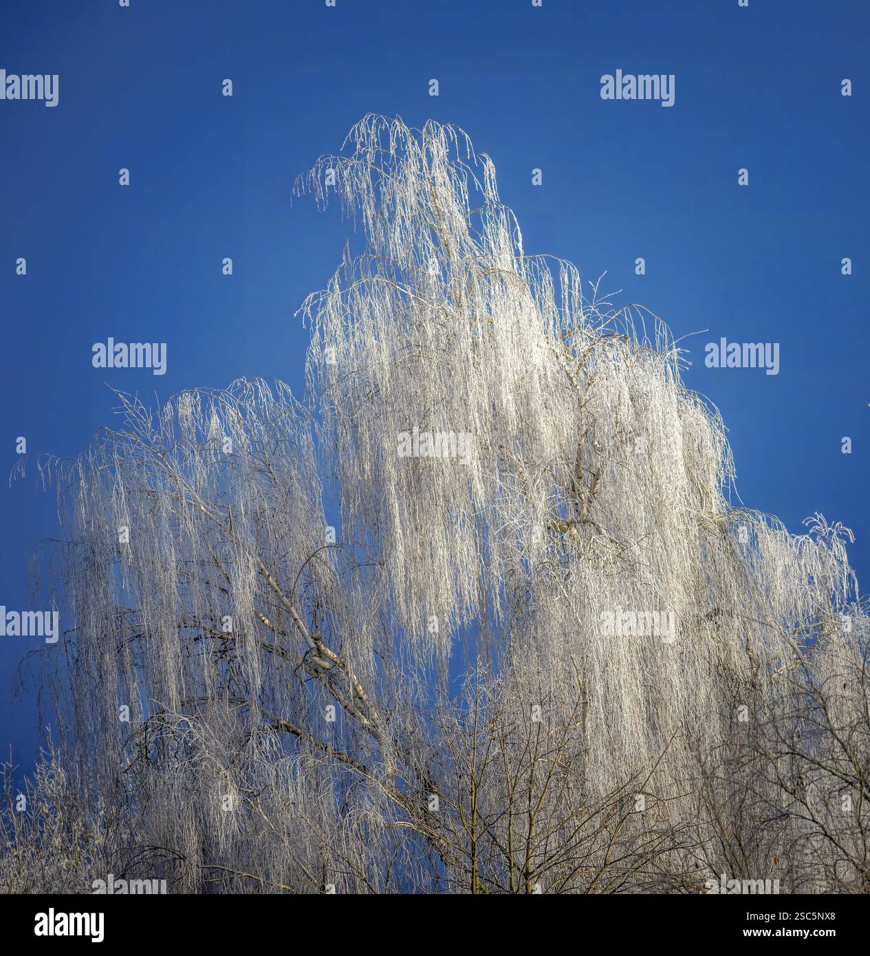 Birke bedeckt mit weißem Frost gegen blauem Himmel Stockfoto