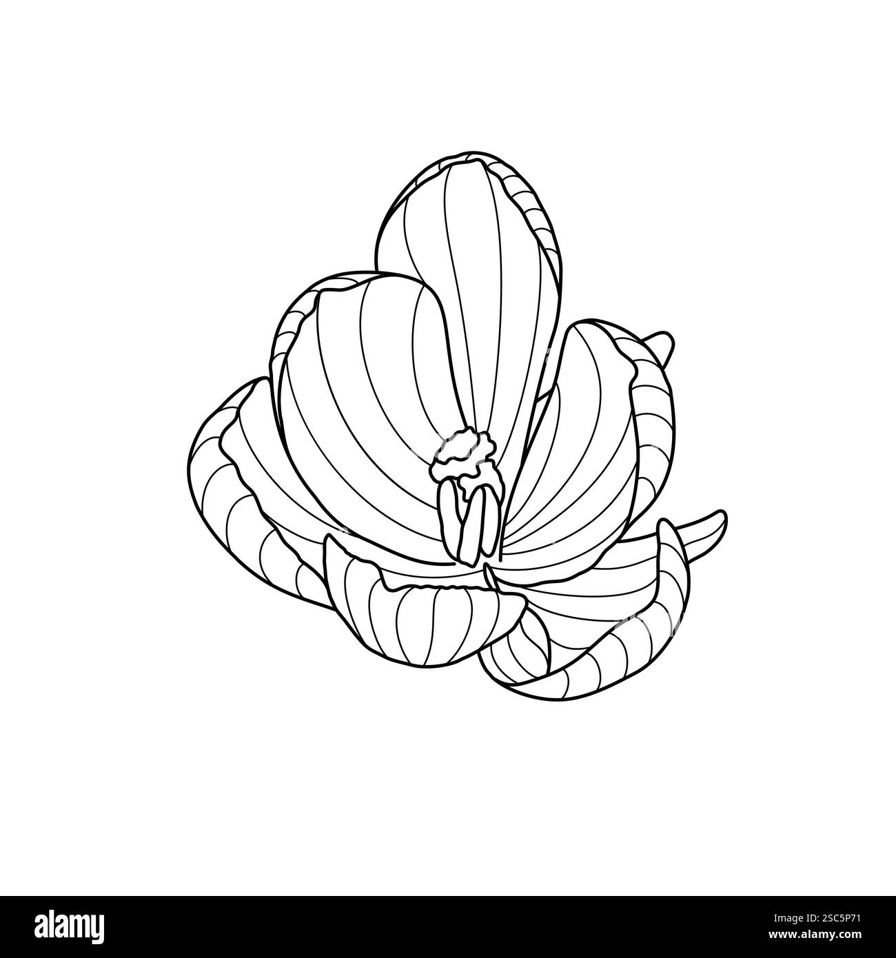 Crocus Frühlingsblume zarte Wildtierpflanze mit Stiel und Blättern, Umriss Hand gezeichnete Vektor-Illustration, florales Design-Element, grafisches Clipart für Einladung, Karte, Hochzeitsdekor, botanische Linienkunst Stock Vektor