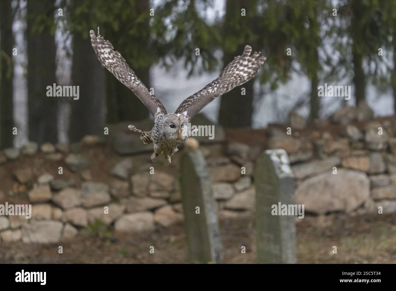 Eine Ural-Eule (Strix uralensis), die über einen alten jüdischen Friedhof mit einem Natursteinmauerwerk und einigen Bäumen im Hintergrund fliegt Stockfoto