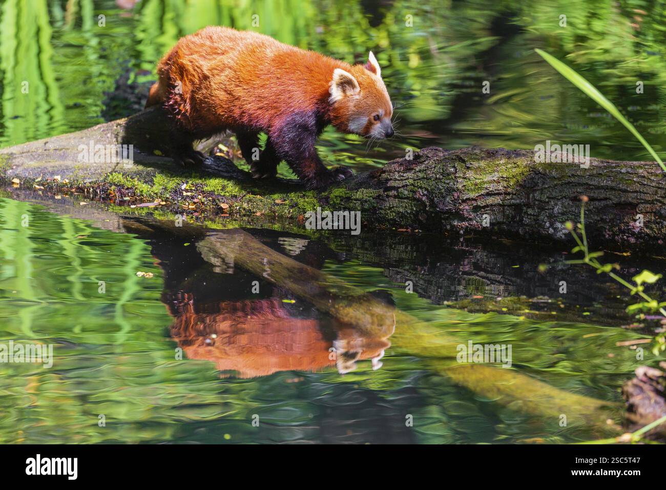 Ein roter Panda, Ailurus fulgens, balanciert über einem Baumstamm, der im Wasser liegt Stockfoto
