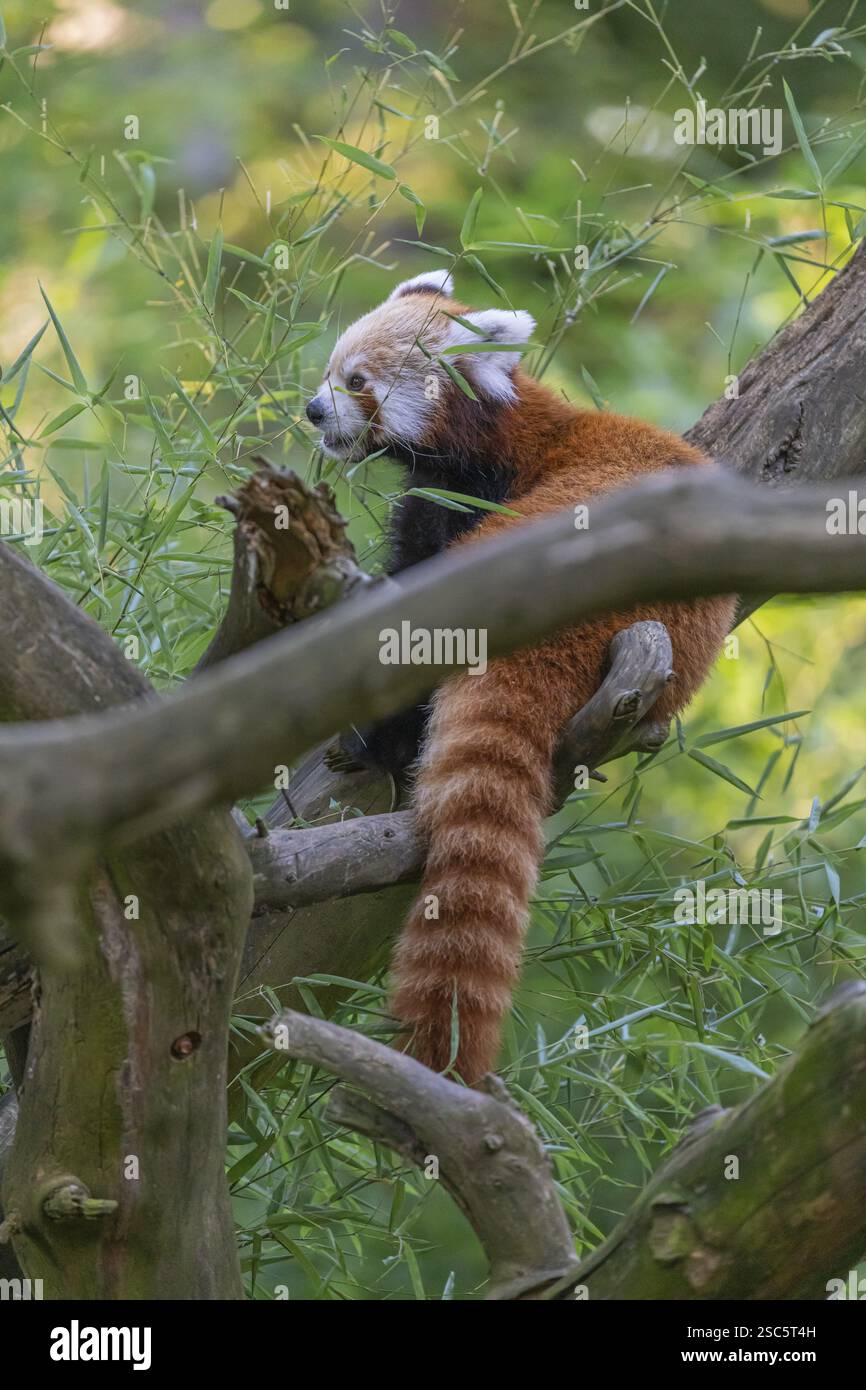 Ein roter Panda, Ailurus fulgens, sitzt auf einem Ast eines toten Baumes. Frische grüne Vegetation im Hintergrund Stockfoto