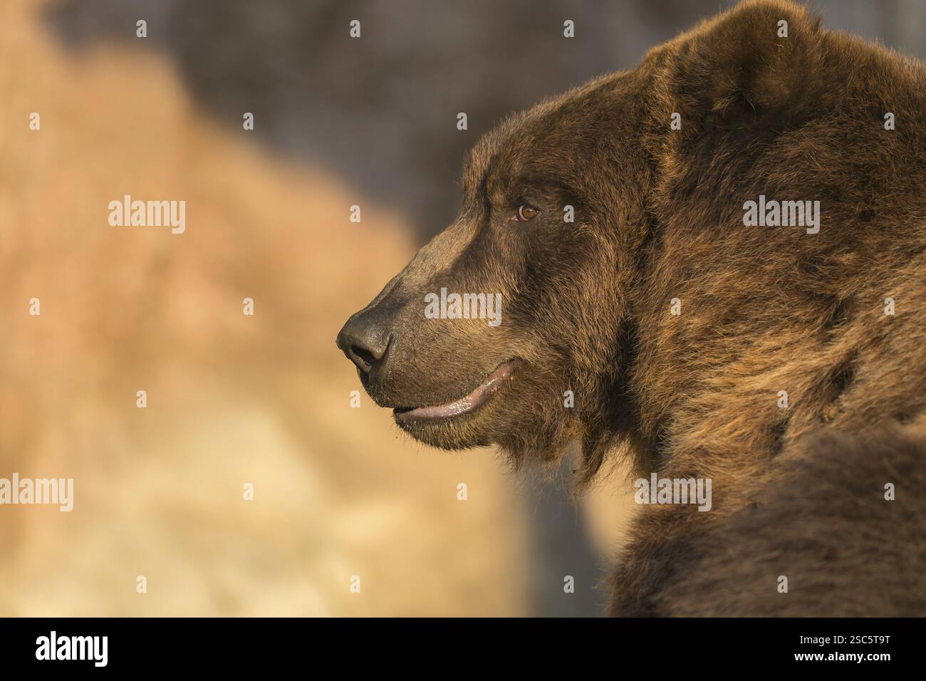 Ein Kamtschatka-Braunbär (Ursus arctos piscator), Porträt in süßem Morgenlicht mit einer natürlichen Wand im Hintergrund Stockfoto