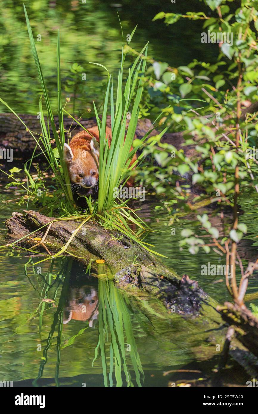 Ein roter Panda, Ailurus fulgens, balanciert über einem Baumstamm, der im Wasser liegt Stockfoto