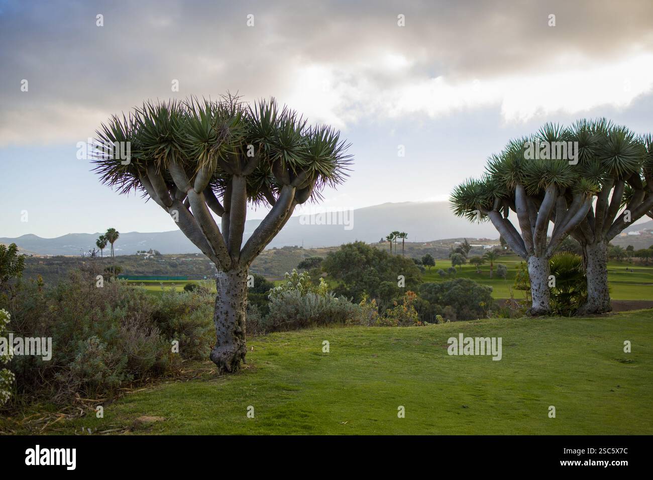 Flora von Gran Canaria - Dracaena draco, der Drachenbaum der Kanarischen  Inseln Stockfotografie - Alamy