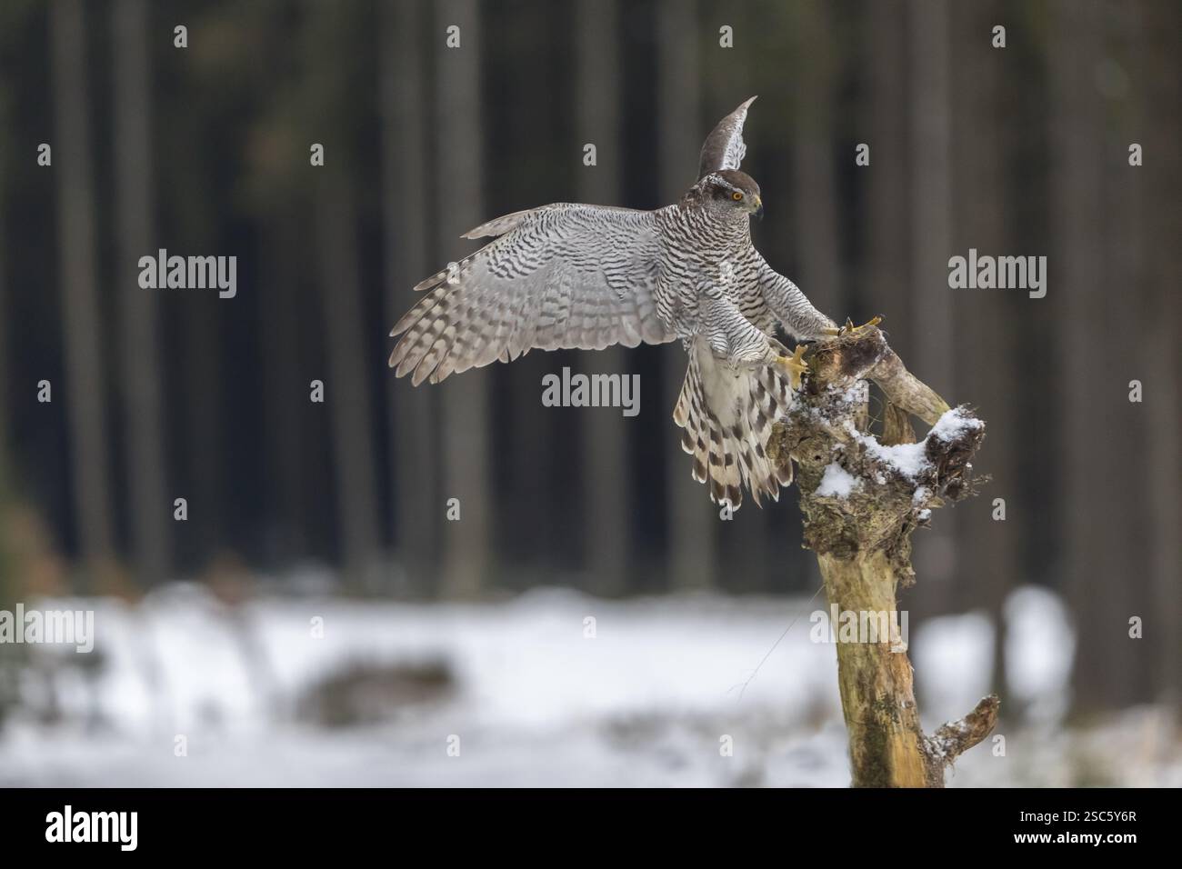 Nordgoschawik, Accipiter gentilis, fliegt im Winter durch einen Wald und landet auf einem toten Zweig eines Baumes Stockfoto