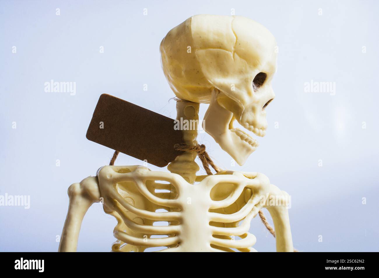 Modell eines künstlichen menschlichen Skeletts auf grauem Hintergrund Stockfoto