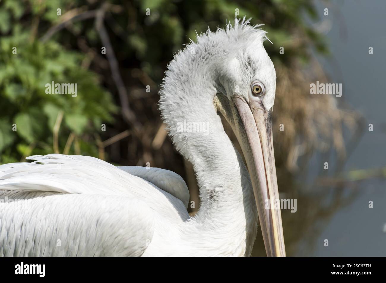 Ein Bild von einem schönen weißen Pelikan Stockfoto