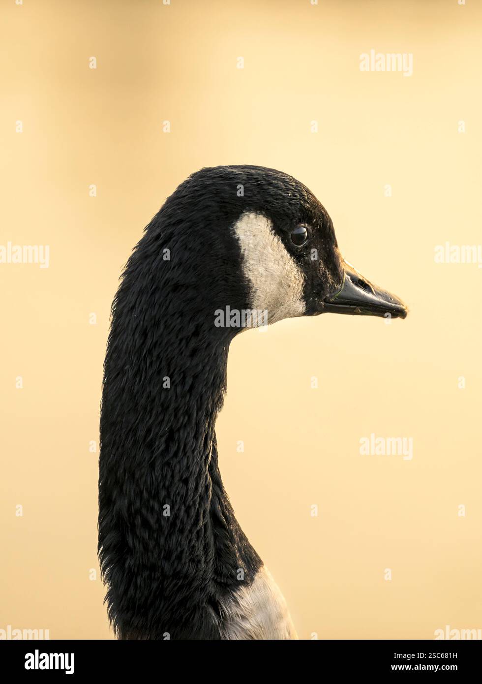 Canada Goose Porträt, Kopfaufnahme am sonnendurchfluteten Morgen mit diffusem Hintergrund, aufgenommen am Chew Valley Lake, Somerset UK Stockfoto