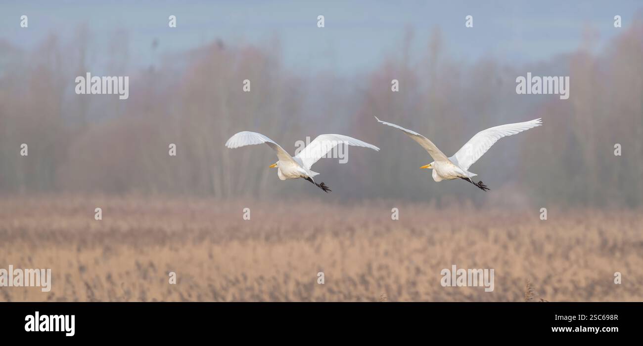 Große weiße Reiher fliegen am frühen Morgen über den Chew Valley Lake in Somerset, Großbritannien, mit einem leichten Nebel im Hintergrund Stockfoto