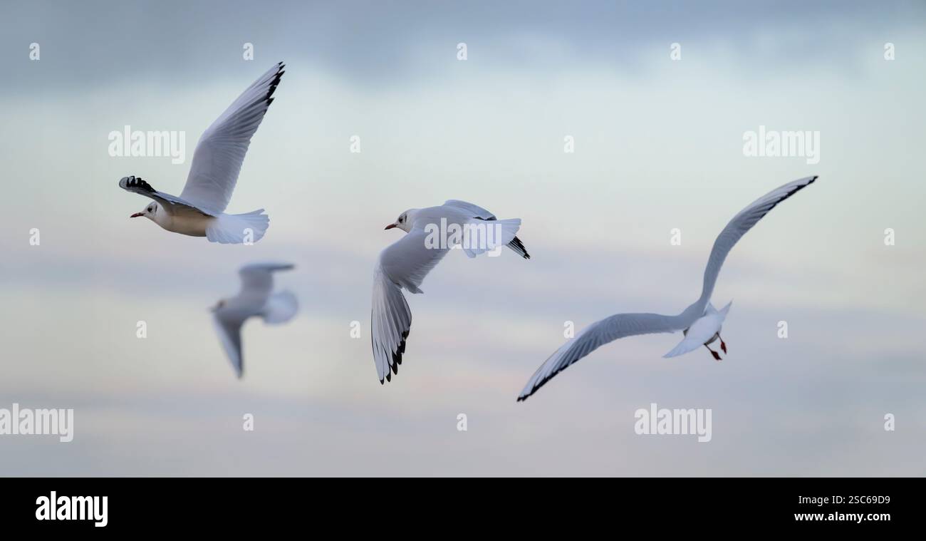 Schwarzköpfige Möwen im Flug kurz vor Sonnenuntergang, Großbritannien Stockfoto