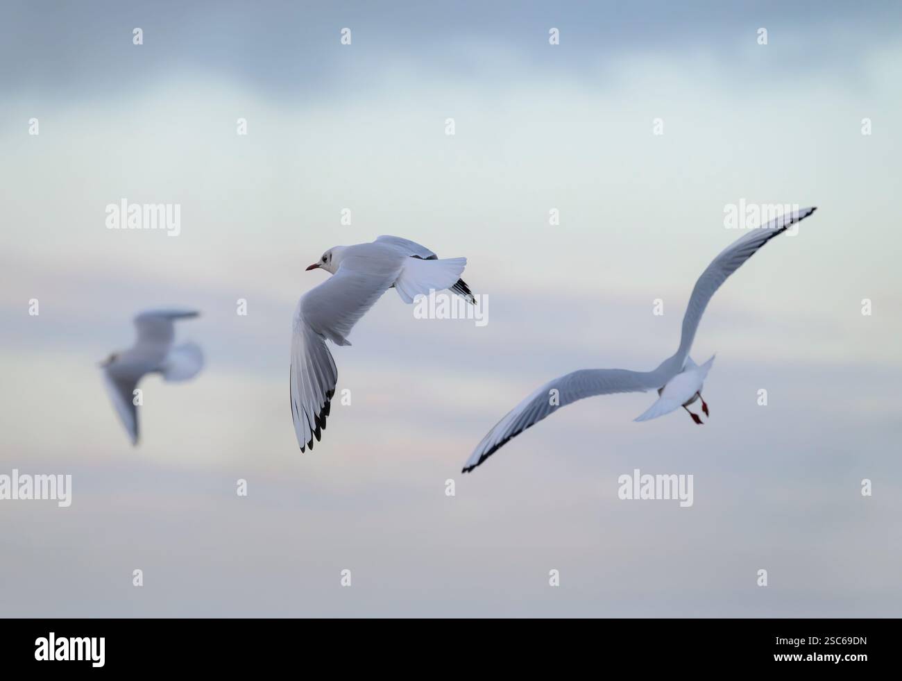 Schwarzköpfige Möwen im Flug kurz vor Sonnenuntergang, Großbritannien Stockfoto