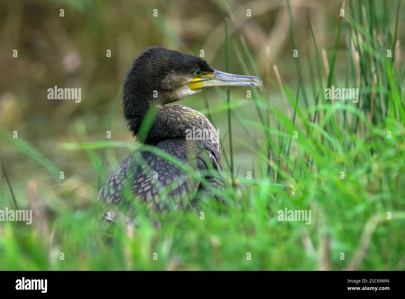 Kormoranvogel aus nächster Nähe, aufgenommen auf den Somerset Levels, zeigen ihre grünen Augen und wie prähistorisch sie aussehen Stockfoto