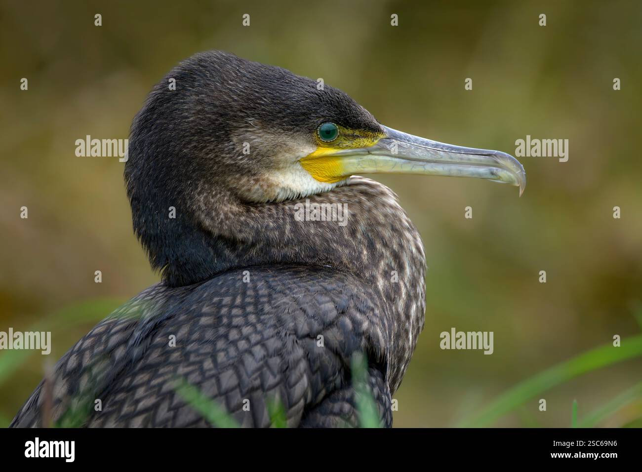 Kormoranvogel aus nächster Nähe, aufgenommen auf den Somerset Levels, zeigen ihre grünen Augen und wie prähistorisch sie aussehen Stockfoto