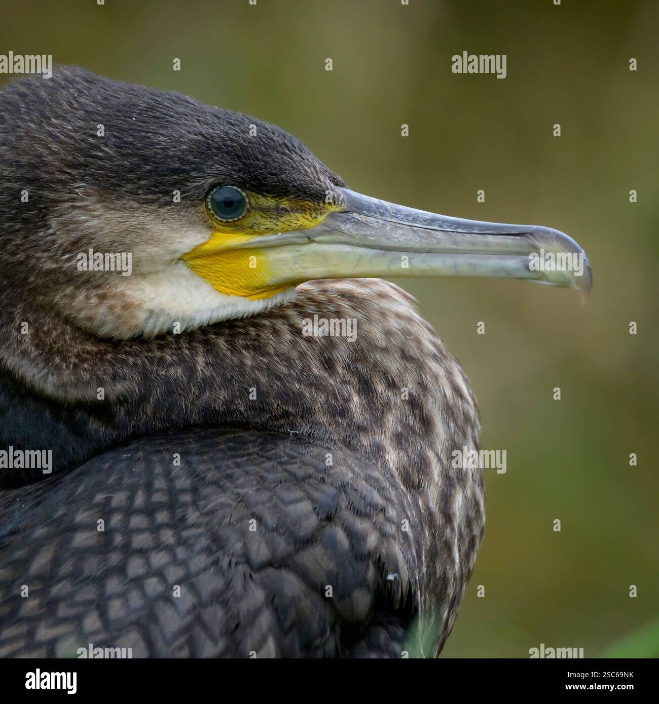 Kormoranvogel aus nächster Nähe, aufgenommen auf den Somerset Levels, zeigen ihre grünen Augen und wie prähistorisch sie aussehen Stockfoto