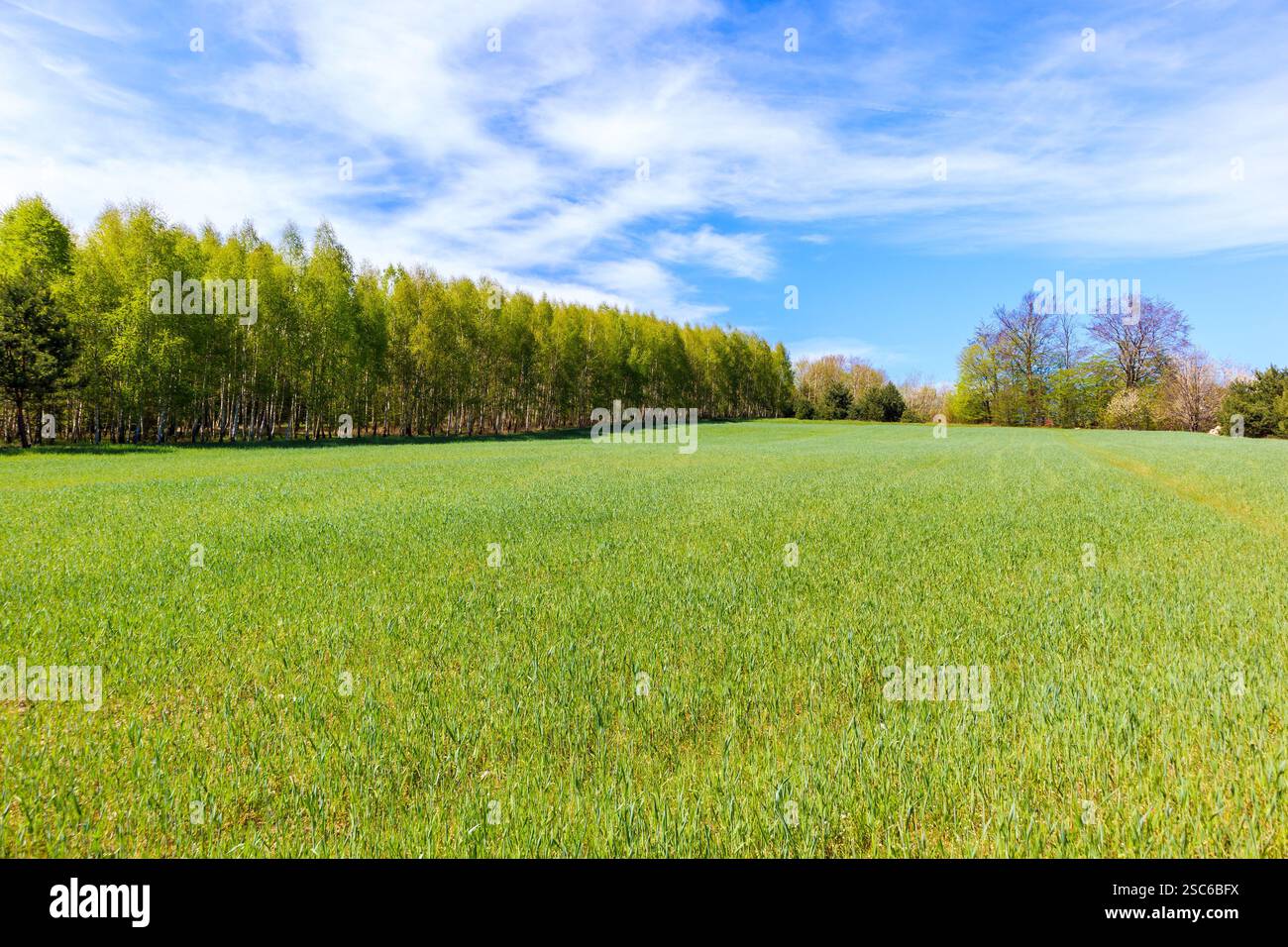Grünes Feld im polnischen Jurassic Highland am sonnigen Frühlingstag, Polen Stockfoto