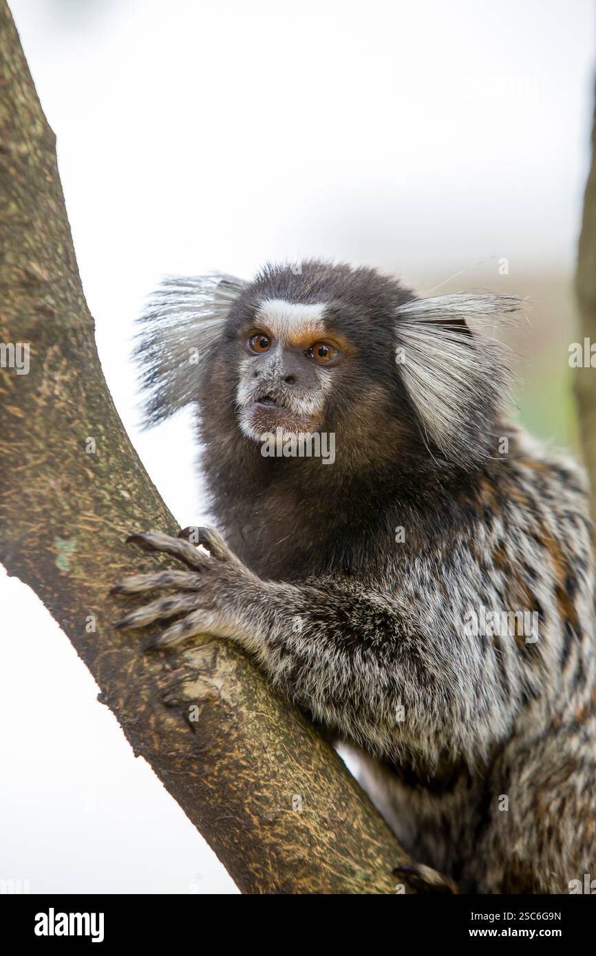 Das gewöhnliche Maultier (Callithrix jacchus), der kleine süße Affe. Weißohr-Affe auf einem Zweig eines Baumes. Selektiver Fokus Brasilien Stockfoto