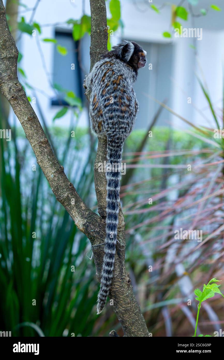 Das gewöhnliche Maultier (Callithrix jacchus), der kleine süße Affe. Weißohr-Affe auf einem Zweig eines Baumes. Selektiver Fokus Brasilien Stockfoto