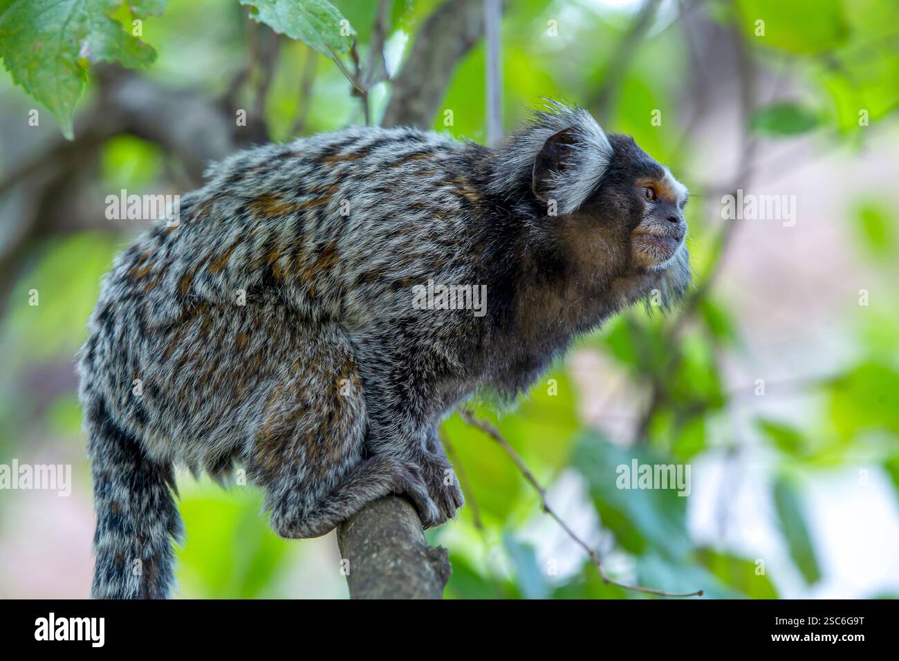 Das gewöhnliche Maultier (Callithrix jacchus), der kleine süße Affe. Weißohr-Affe auf einem Zweig eines Baumes. Selektiver Fokus Brasilien Stockfoto