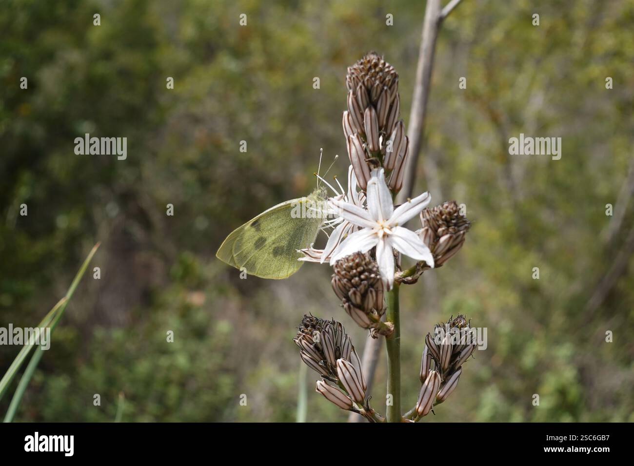 Gelber Schmetterling auf weißer Asphodelblüte. Asphodelus albus mehrjährige blühende Pflanze. Stockfoto