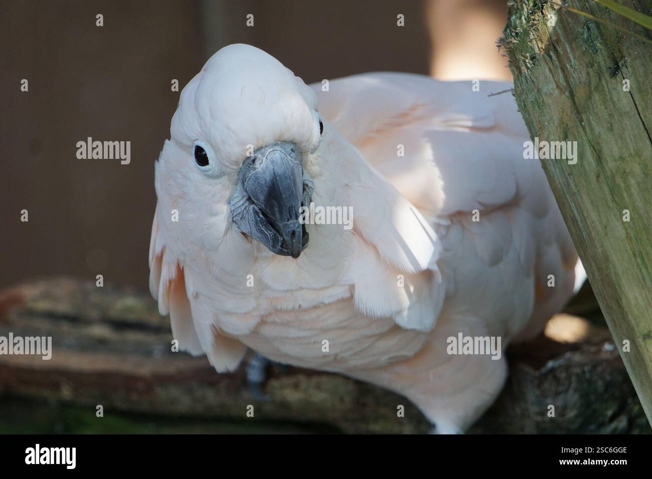 Nahaufnahme eines neugierigen wunderschönen Kakadu mit Lachskäppchen, einem exotischen tropischen Papagei mit weißen und rosa Federn, der auf einem Baumzweig sitzt Stockfoto