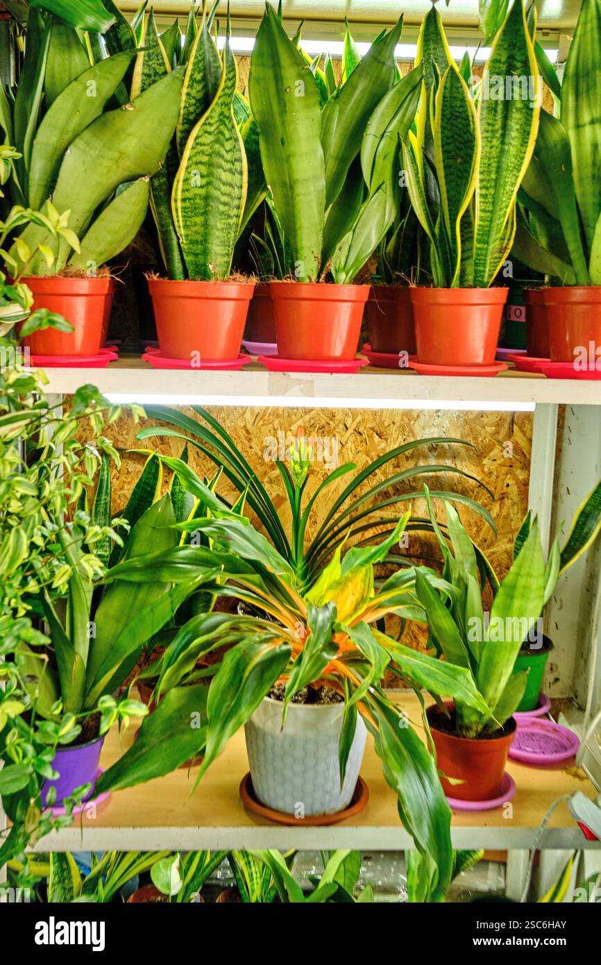 Sansevieria, blühende Pflanze und andere Arten in Töpfen auf einem Regal. Sie verleihen dem Innenraum Grün und Gemütlichkeit und schaffen eine malerische Ecke in HO Stockfoto