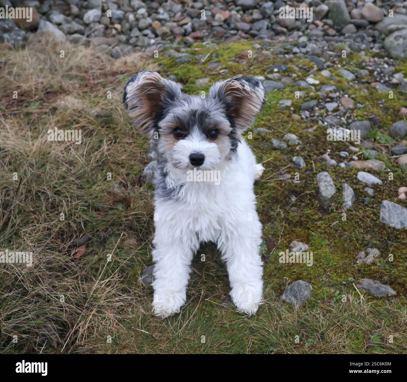 Ein lebhafter Biewer Terrier, der ein felsiges Gelände im Freien erkundet, und sein flauschiges Fell und seine frechen Ohren tragen zu seinem bezaubernden Charme bei. Stockfoto
