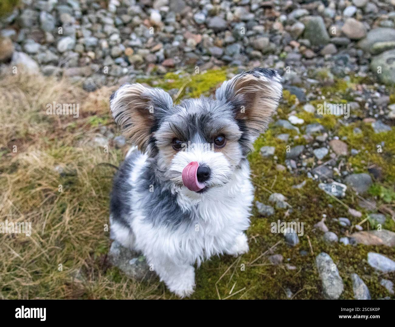 Ein lebhafter Biewer Terrier, der ein felsiges Gelände im Freien erkundet, und sein flauschiges Fell und seine frechen Ohren tragen zu seinem bezaubernden Charme bei. Stockfoto