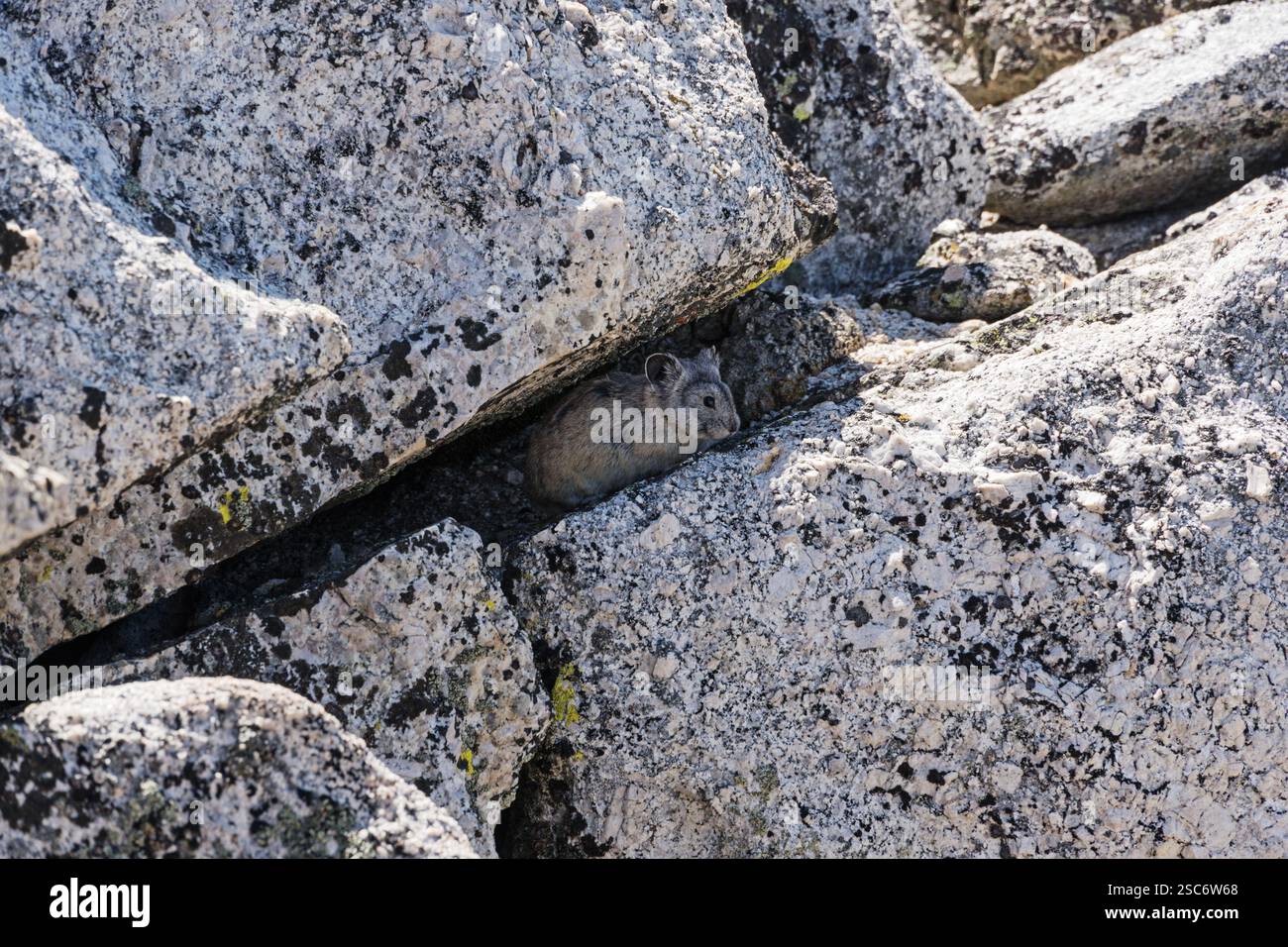 Amerikanischer Pika oder Ochotona Princeps versteckt sich in einem Riss zwischen Felsbrocken am Tower Peak in der Sierra Nevada Range von Kalifornien Stockfoto