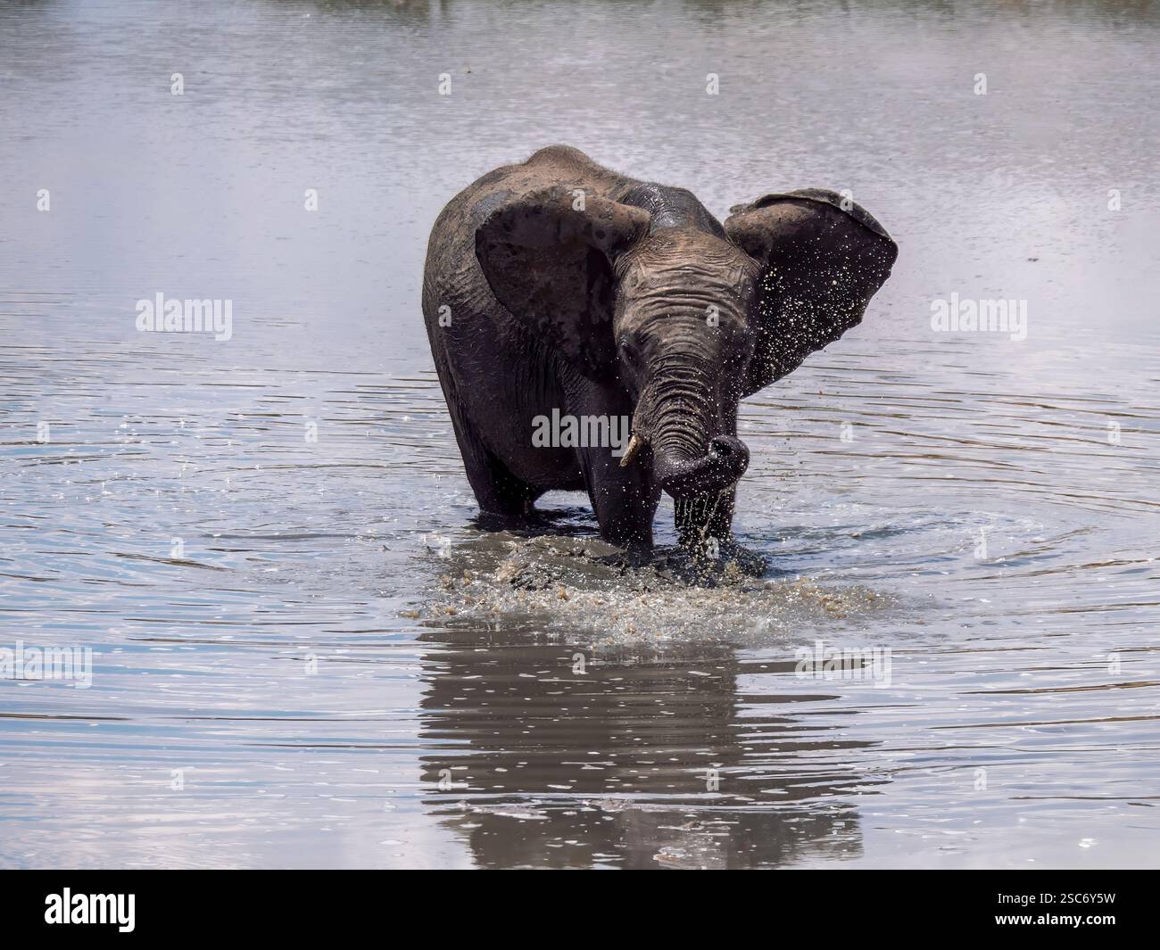 Kleiner Elefant (Loxodonta africana), der in einem Wasserloch im Hwange-Nationalpark baden kann. Der Hwange-Nationalpark liegt im Westen Simbabwes. Stockfoto