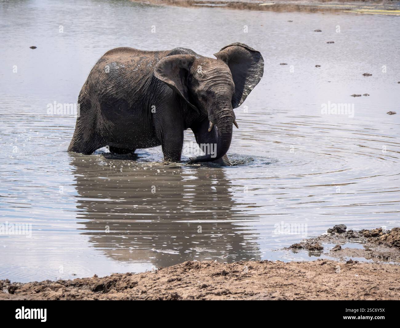 Kleiner Elefant (Loxodonta africana), der in einem Wasserloch im Hwange-Nationalpark baden kann. Der Hwange-Nationalpark liegt im Westen Simbabwes. Stockfoto