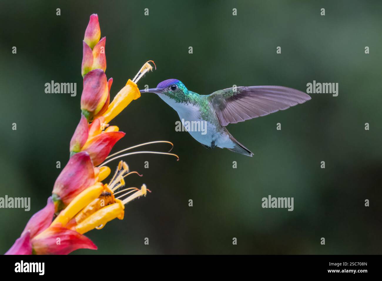 Andensmaragdkolibri (Uranomitra franciae) trinkt Nektar, in der Nähe von Cali, Valle del Cauca, Kolumbien Stockfoto