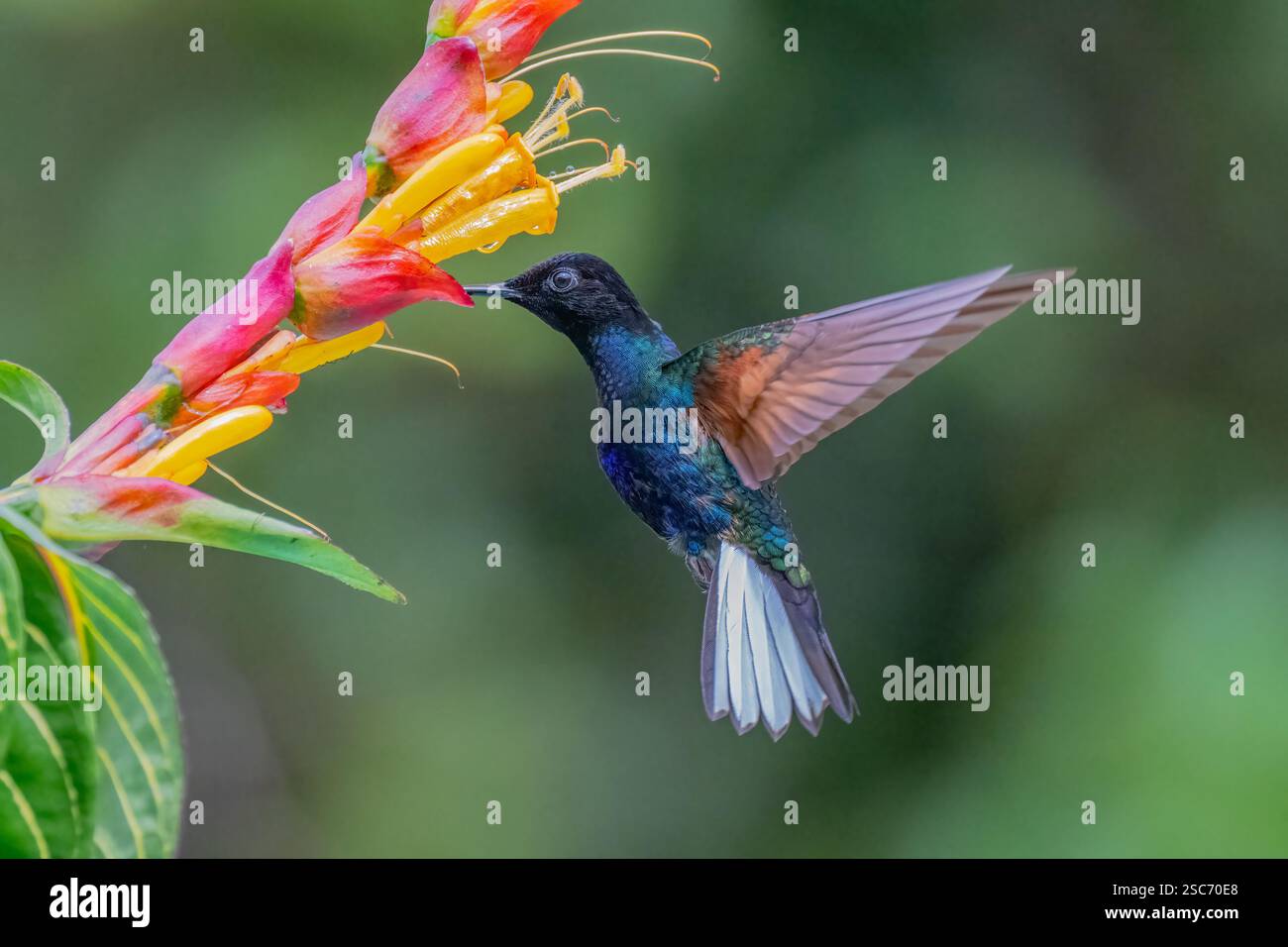 Samtlila Coronet Kolibri (Boissonneaua jardini) im Flug, der Nektar trinkt, in der Nähe von Cali, Valle del Cauca, Kolumbien Stockfoto