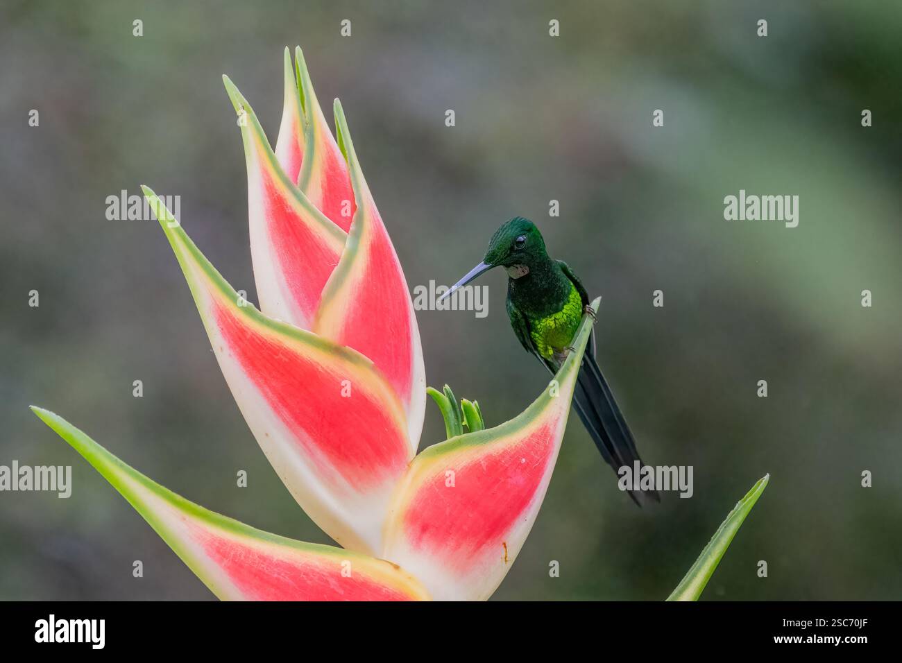 Kaiserin Brilliant Kolibri (Heliodoxa imperatrix), in der Nähe von Cali, Valle del Cauca, Kolumbien Stockfoto