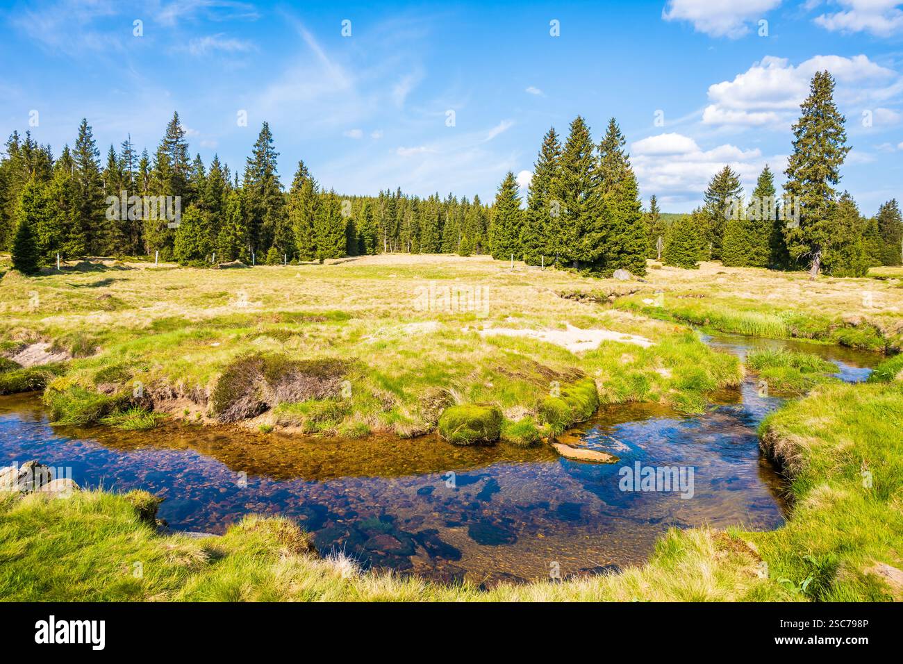 Fluss Jizerka und grüne Wiesen mit Fichtenbäumen im Dorf Jizerka am sonnigen Frühlingstag im Isergebirge, Tschechische Republik Stockfoto