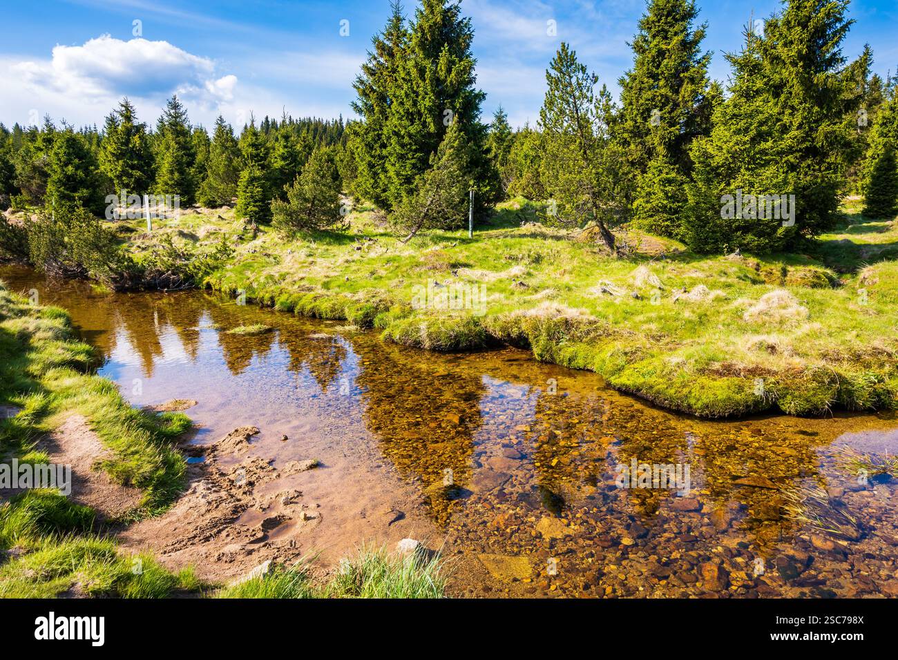 Fluss Jizerka und grüne Wiesen mit Fichtenbäumen im Dorf Jizerka am sonnigen Frühlingstag im Isergebirge, Tschechische Republik Stockfoto