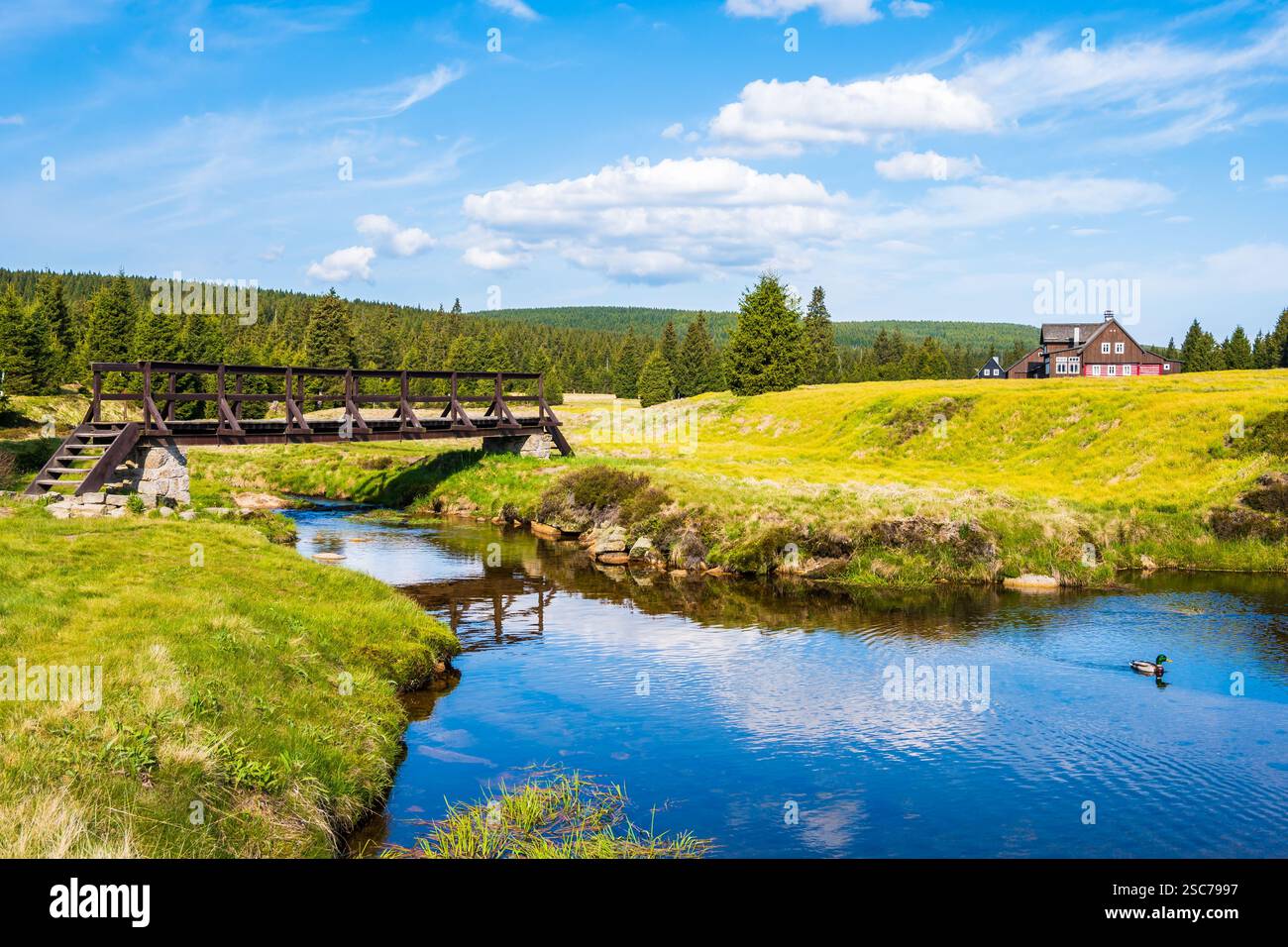 Holzbrücke über den Fluss Jizerka und grüne Wiesen mit Fichtenbäumen im Dorf Jizerka am sonnigen Frühlingstag im Isergebirge, Tschechische Republik Stockfoto