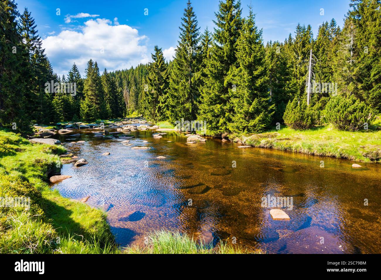 Fluss Jizerka und grüne Wiesen mit Fichtenbäumen im Dorf Jizerka am sonnigen Frühlingstag im Isergebirge, Tschechische Republik Stockfoto