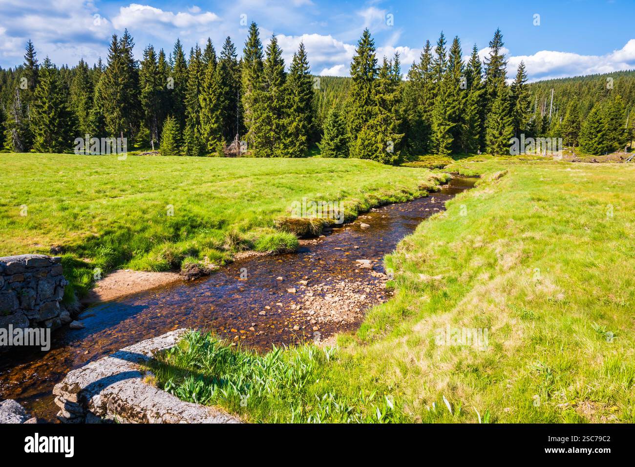Fluss Jizerka und grüne Wiesen mit Fichtenbäumen im Dorf Jizerka am sonnigen Frühlingstag im Isergebirge, Tschechische Republik Stockfoto