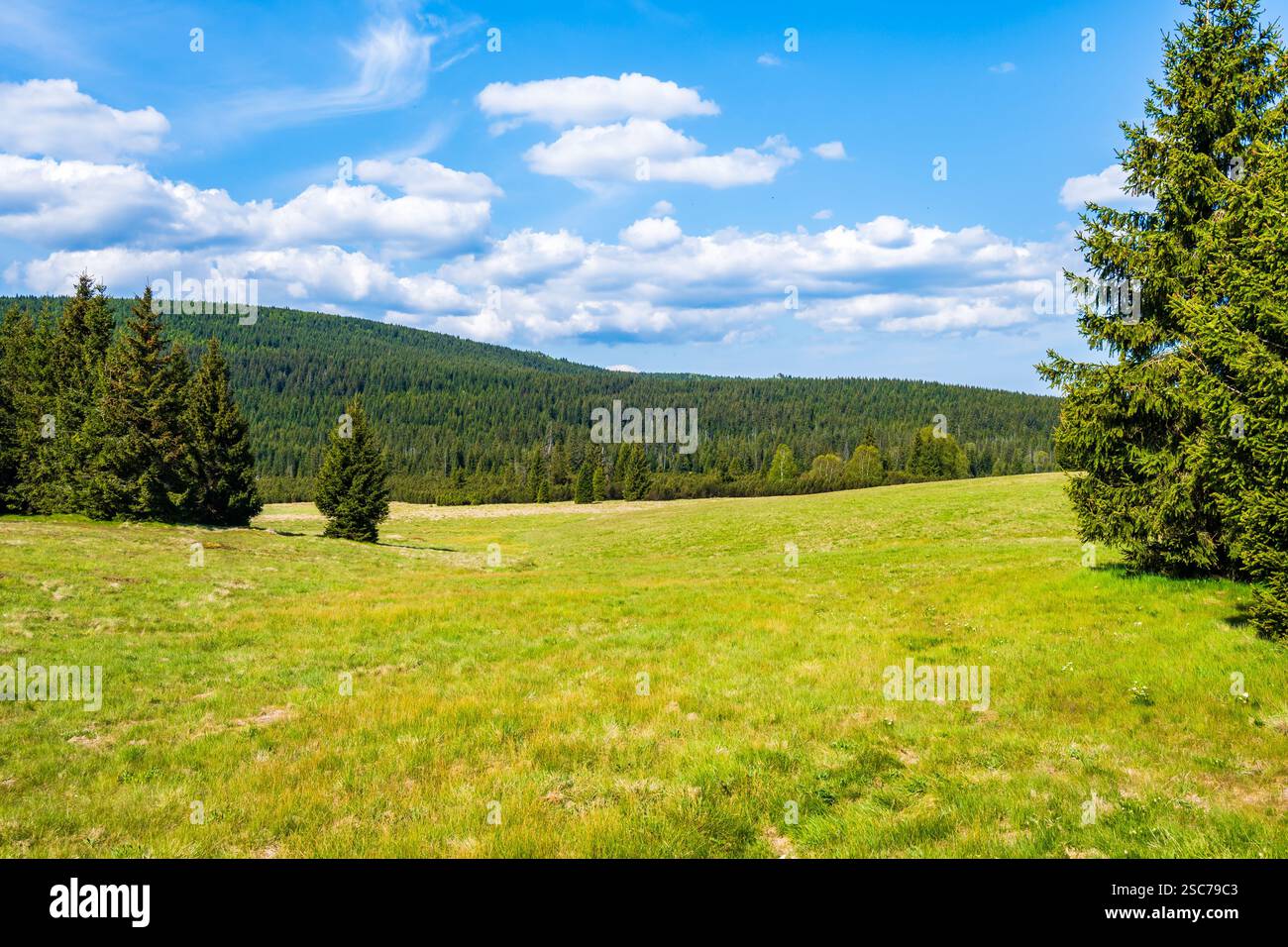 Grüne Wiesen mit Fichtenbäumen auf Hala Izerska am sonnigen Frühlingstag, Isergebirge, Niederschlesien, Polen Stockfoto