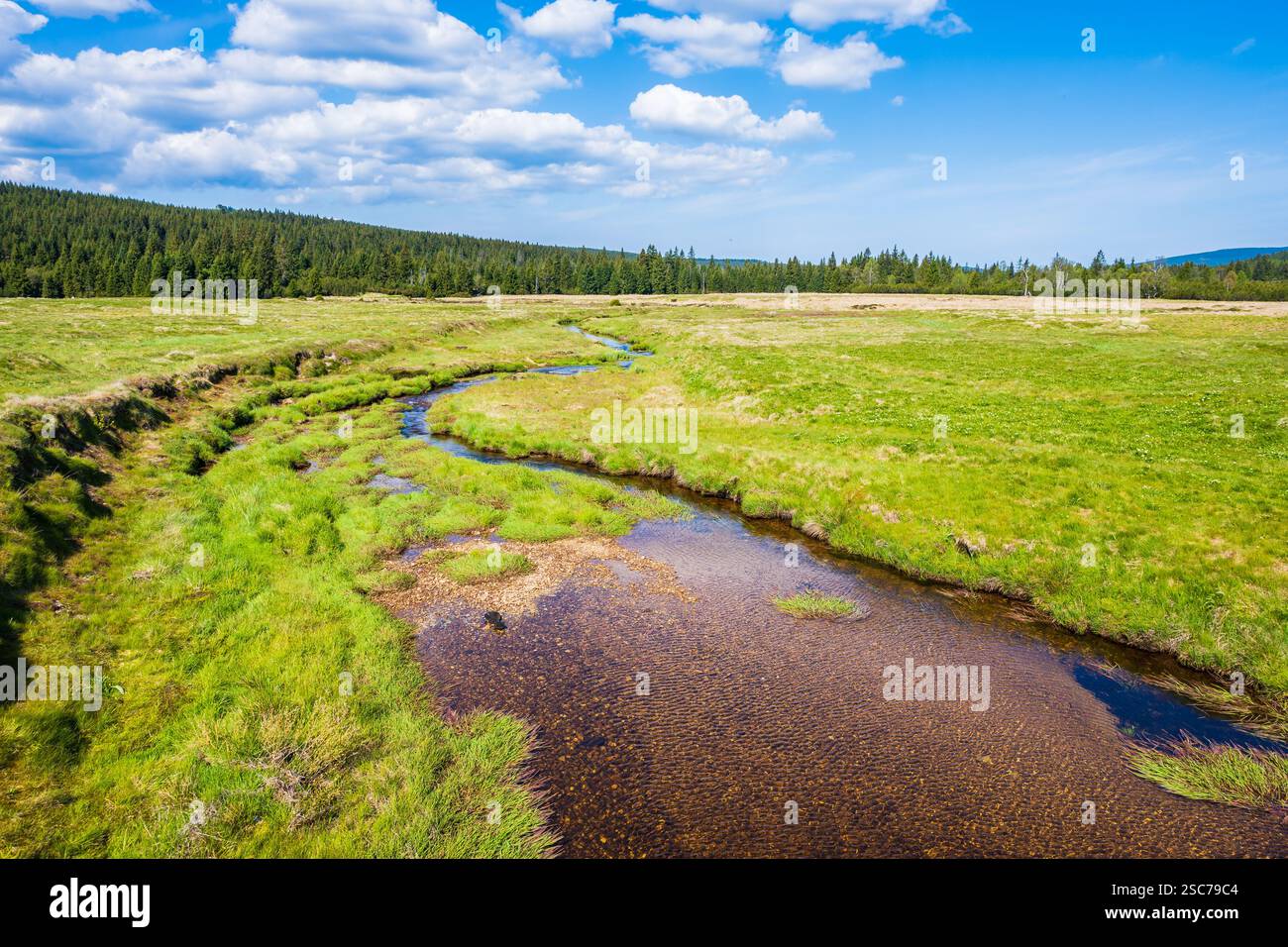 Fluss Izera und grüne Wiesen mit Fichtenbäumen auf Hala Izerska am sonnigen Frühlingstag, Isergebirge, Niederschlesien, Polen Stockfoto