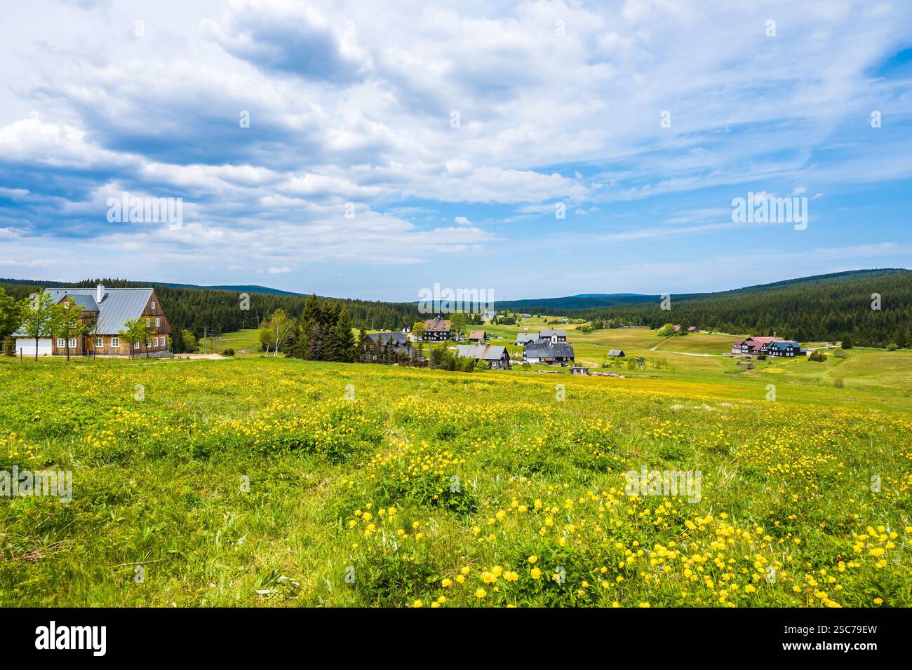 Feld mit gelben Frühlingsblumen und Blick auf das traditionelle Bergdorf Jizerka am sonnigen Tag, Isergebirge, Tschechische Republik Stockfoto