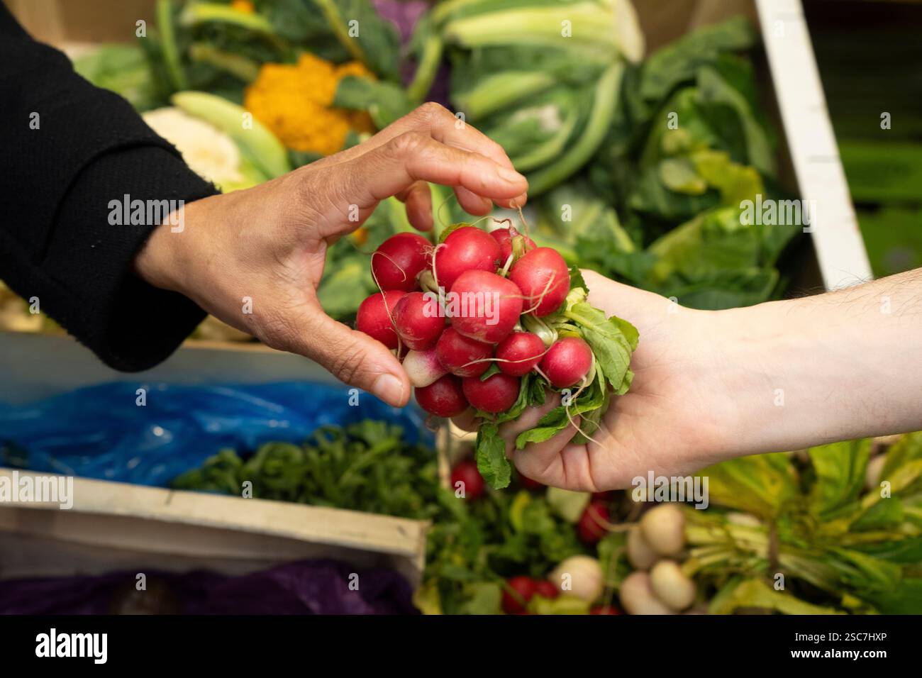 Person, die Radieschen in einer gemeinschaftlichen Lebensmittelbank auswählt Stockfoto