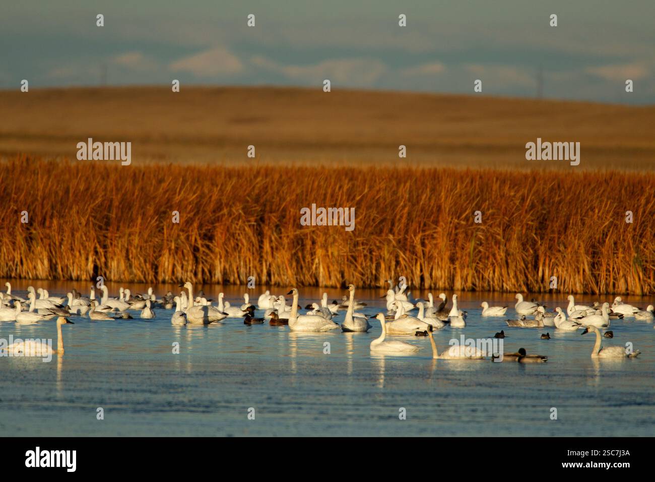 Wandernde Tundra-Schwäne (Cygnus columbiana), Schneegänse ((Chen carulescens), Rossgänse (Chen rossii), Stockenten (Anas platyrhyncos) Benton Lake NWR Stockfoto