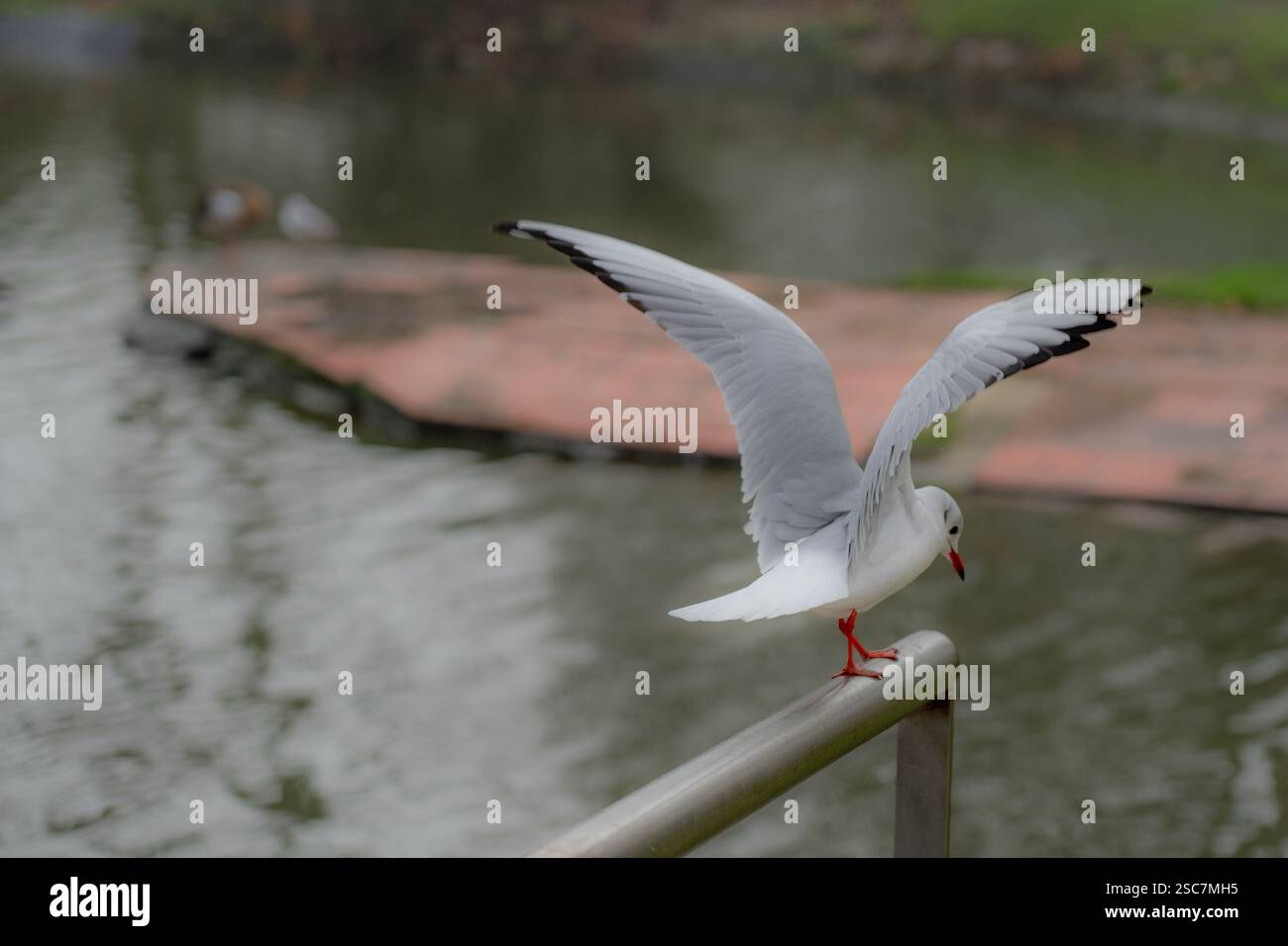 Möwe auf der rechten Seite, die auf einem Handlauf mit offenen Flügeln sitzt, um zu fliegen Stockfoto