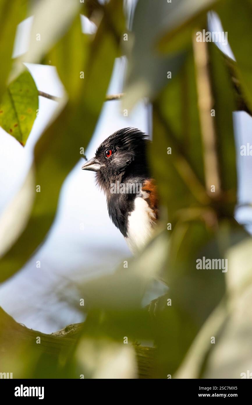 Eastern Towhee (Pipilo erythrophthalmus) - Brevard, North Carolina, USA Stockfoto