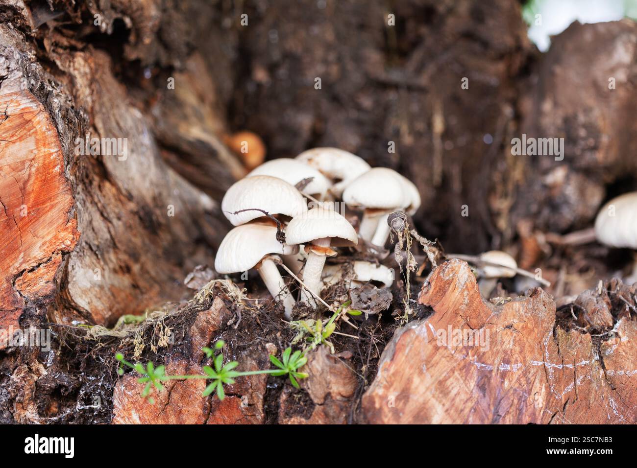 Nahaufnahme mit zarten Pilzen, die auf verfallendem Holz sprießen, umgeben von feuchten und erdigen Waldelementen, die natürliches Pilzwachstum zeigen Stockfoto
