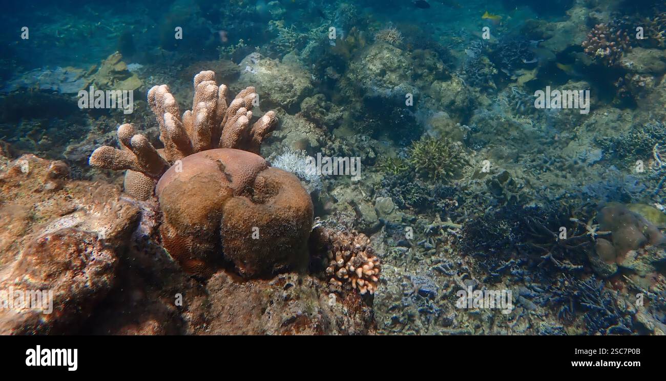 Lebendiges Korallenriff mit lebenden und toten Korallen, umgeben von schülenden Rifffischen auf Bawean Island, Ost-Java, Indonesien Stockfoto